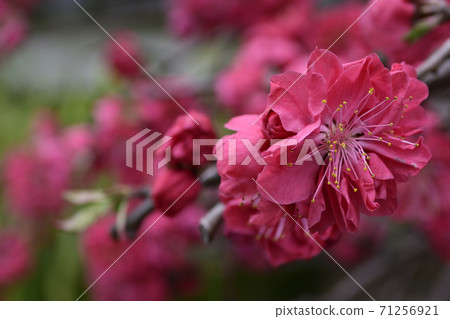 安靜的Woan Genpei垂枝桃(Hana Peach) 安靜的Woan Genpei垂枝桃(Hana Peach) 71256921
