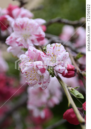 安靜的Woan Genpei垂枝桃(Hana Peach) 安靜的Woan Genpei垂枝桃(Hana Peach) 71256922