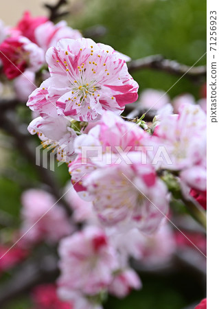 安靜的Woan Genpei垂枝桃(Hana Peach) 安靜的Woan Genpei垂枝桃(Hana Peach) 71256923