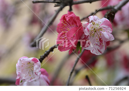 安靜的Woan Genpei垂枝桃（Hana Peach） 71256924