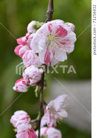 Zuishizan Kanga Genpei Weeping peach (flower peach) Zuishizan Kanga Genpei Weeping peach (flower peach) 71256932