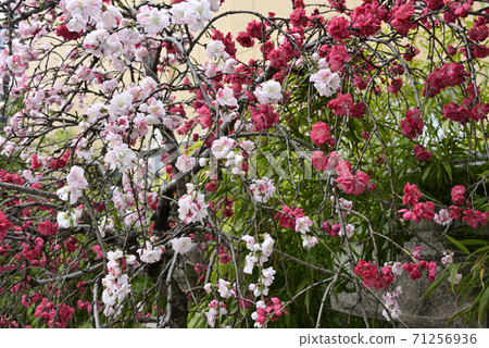 Zuishizan Kanga Genpei Weeping peach (flower peach) 71256936