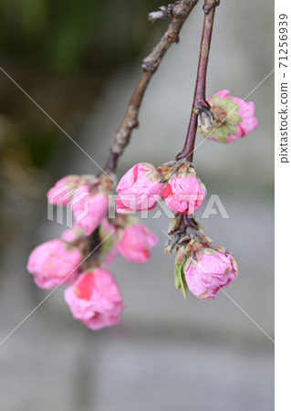 安靜的Woan Genpei垂枝桃(Hana Peach) 安靜的Woan Genpei垂枝桃(Hana Peach) 71256939