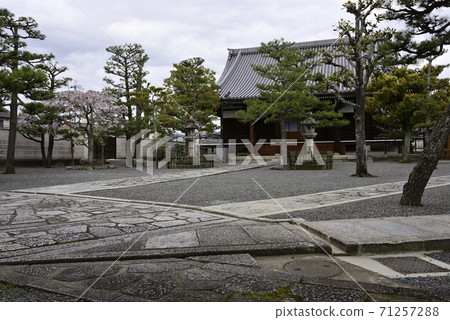 定禪寺櫻花 71257288