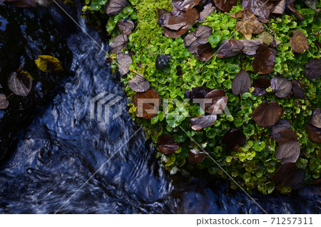 Hokkaido Kyogoku Fukidashi Park Landscape with moss (image cut) Hokkaido Kyogoku Fukidashi Park Landscape with moss (image cut) 71257311