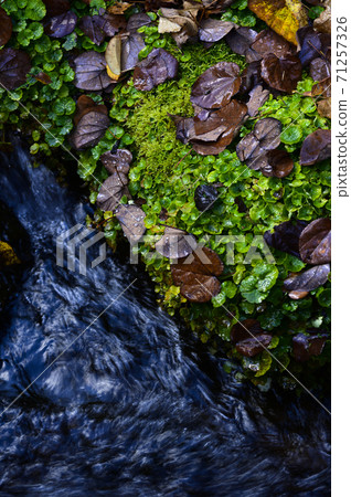Hokkaido Kyogoku Fukidashi Park Landscape with moss (image cut) 71257326
