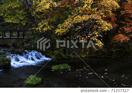 Hokkaido Kyogoku Fukidashi Park (Autumn leaves) Hokkaido Kyogoku Fukidashi Park (Autumn leaves) 71257327