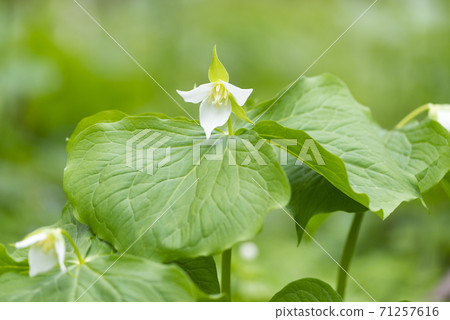 Miyama Enreisou札幌市 71257616