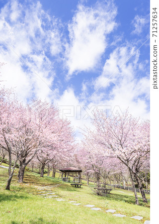 Sadayamakei三aya琉球札幌市 Sadayamakei三aya琉球札幌市 71257634