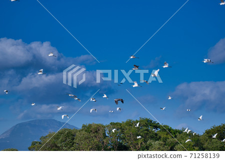 Flying herons to the blue sky 71258139