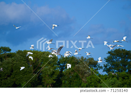 薩吉飛往藍天 71258140