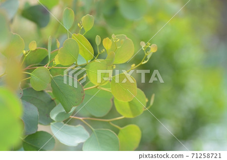 Malva eucalyptus leaves Malva eucalyptus leaves 71258721