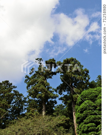 松樹和秋天的天空 71258980