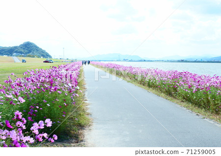 Cosmos promenade on the banks of the Onga River 71259005