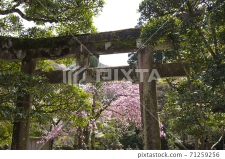 Cherry blossoms are blooming over the torii gate of the shrine. 71259256