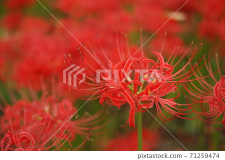 Cluster of flowers in Hidaka City Saitama Prefecture 71259474