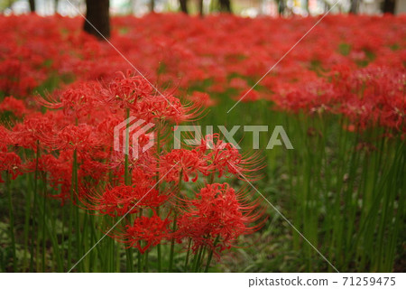 Cluster of flowers in Hidaka City Saitama Prefecture 71259475