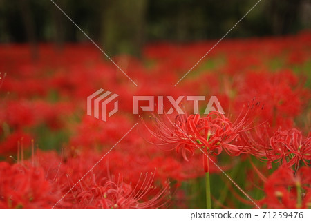 Cluster of flowers in Hidaka City Saitama Prefecture 71259476