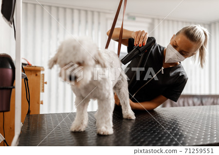 Dog showering and drying at the grooming saloon by pet beautician Dog showering and drying at the grooming saloon by pet beautician 71259551