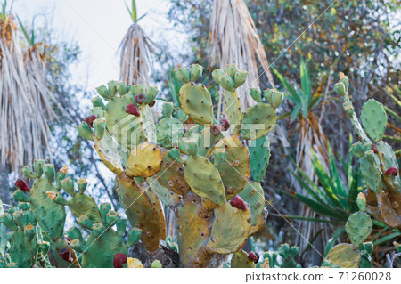Beautiful Prickly Pear Cactus with burgundy fruits in Ayia Napa coast in Cyprus. Opuntia, ficus-indica, Indian fig opuntia, barbary fig, blooming cactus pear 71260028