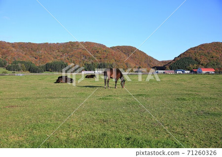 牧場風光（北海道新幹町） 71260326