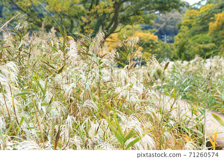 Unexplored region of the Shonan Miura Peninsula metropolitan area Koajiro no Mori Autumn (cloudy), Miura City, Kanagawa Prefecture 71260574