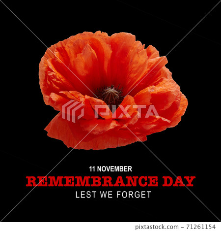 Remembrance day banner. Poppy flower on black background. 71261154