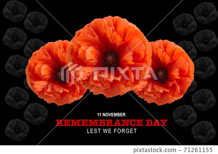 Remembrance day banner. Poppy flower on black background. 71261155