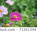 蜜蜂從花中吸取花蜜 71261394