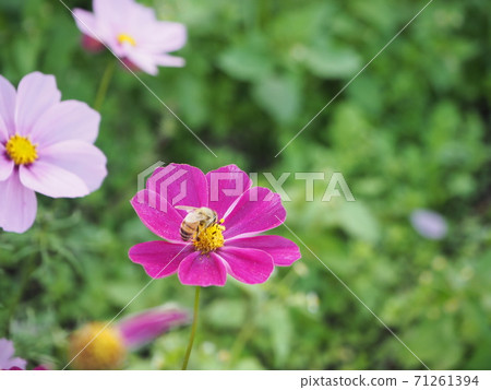 蜜蜂從花中吸取花蜜 71261394