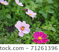 蜜蜂從波斯菊花海中吸蜜 71261396