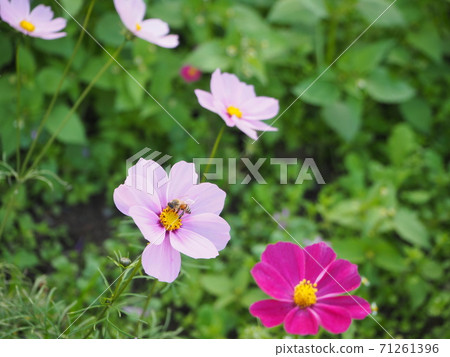 蜜蜂從波斯菊花海中吸蜜 71261396