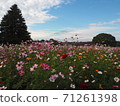 花田景觀 71261398