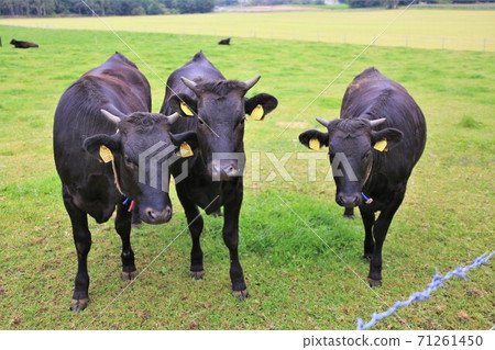Japanese beef 71261450