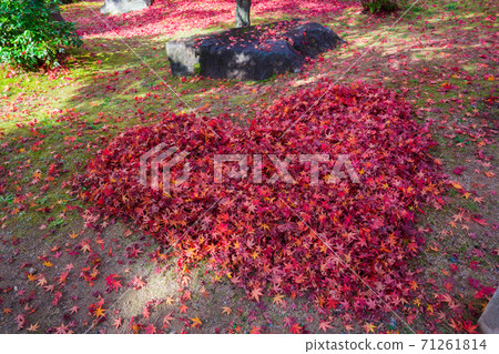 Fallen leaves heart shape Fallen leaves heart shape 71261814