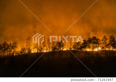 forest fire disaster is burning caused by human 71261947