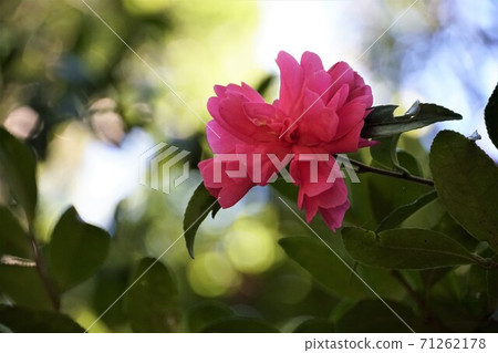 Kashima City, Ibaraki Prefecture, a pale pink sasanqua flower that bloomed in autumn 71262178