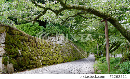 Otsu Sakamoto Hiyoshi Baba Ao Momiji Sakamoto Sanpo 71262211