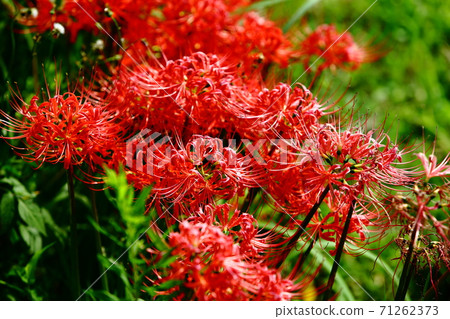 群集孤挺花 71262373