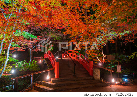 京都北野天滿宮槭樹秋葉 71262423