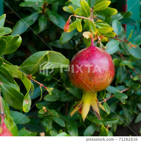 Fresh ripe pomegranate on a branch Fresh ripe pomegranate on a branch 71262816