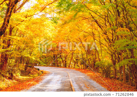 Autumn day salt maple line drive Autumn day salt maple line drive 71262846