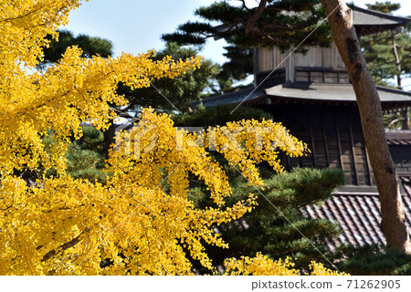 秋天的Goryakaku 71262905