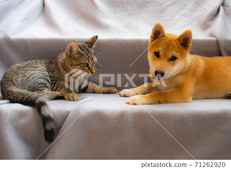 Shiba Inu puppy looks like a little fox Shiba Inu puppy looks like a little fox 71262920