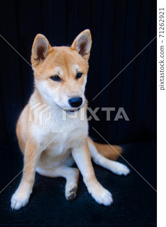 Shiba Inu puppy looks like a little fox Shiba Inu puppy looks like a little fox 71262921