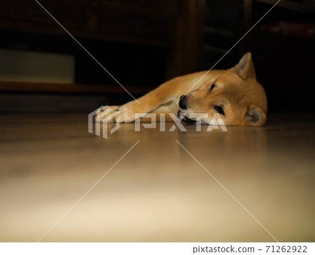 Shiba Inu puppy looks like a little fox 71262922