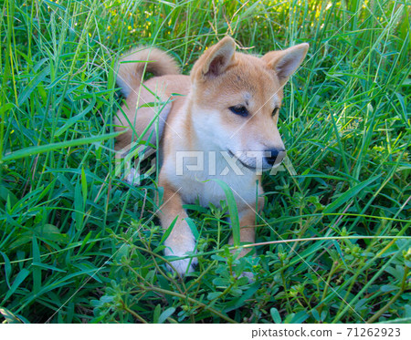 Shiba Inu puppy looks like a little fox 71262923