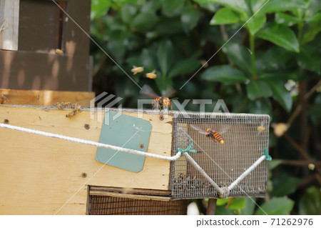 Fighting giant hornet and bee 71262976