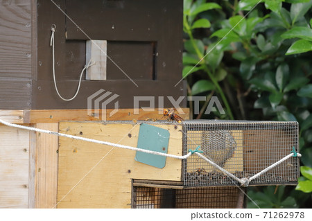 Fighting giant hornet and bee Fighting giant hornet and bee 71262978
