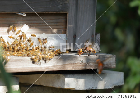 Fighting giant hornet and bee 71262982